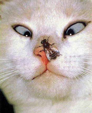 Цитати і афоризми про кота