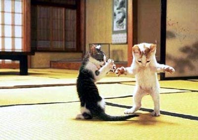 Цитати і афоризми про кота