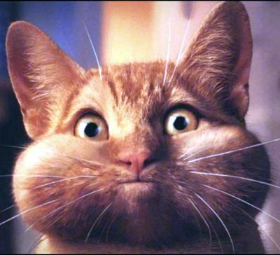 Цитати і афоризми про кота