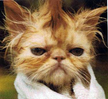 Цитати і афоризми про кота