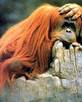 Цитати і афоризми про тварин