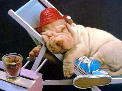 Цитати і афоризми про тварин