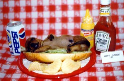 Цитати і афоризми про тварин