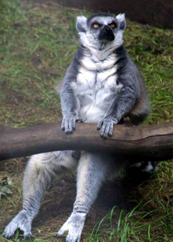 Цитати і афоризми про тварин