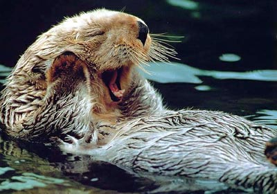 Цитати і афоризми про тварин