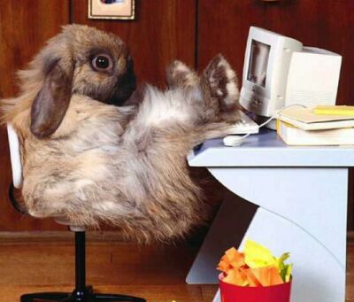 Цитати і афоризми про тварин