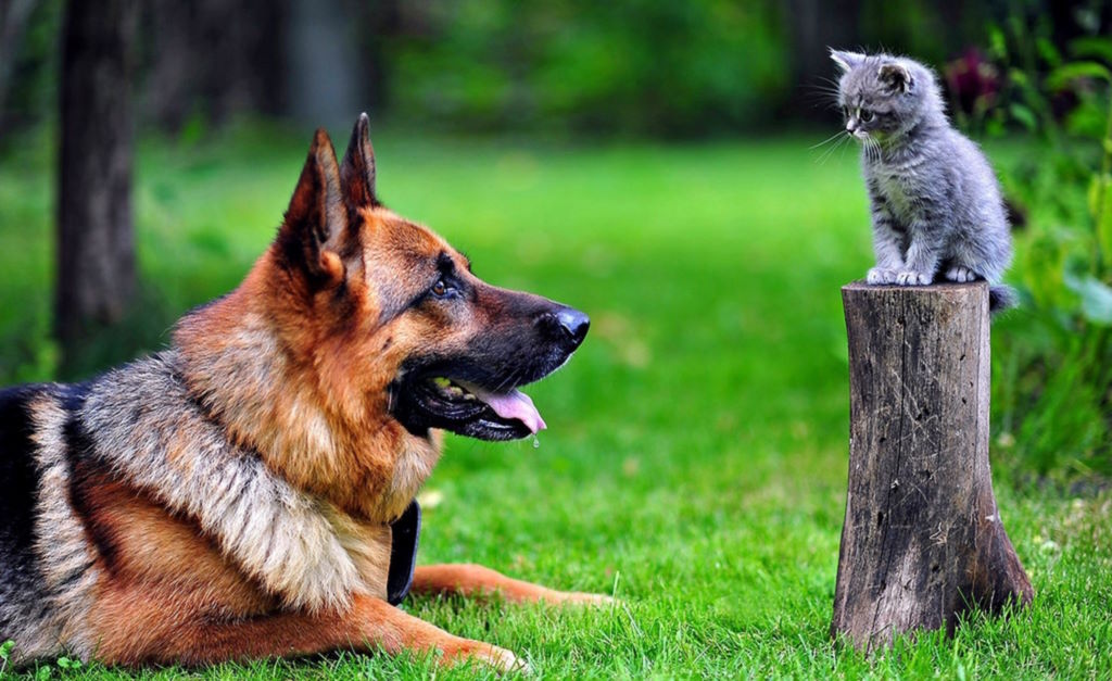 Цитати і афоризми про тварин