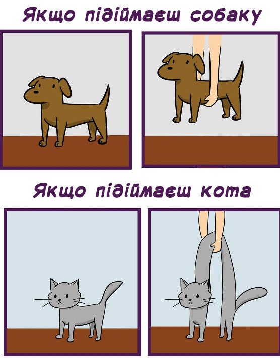 Анекдоти про котів