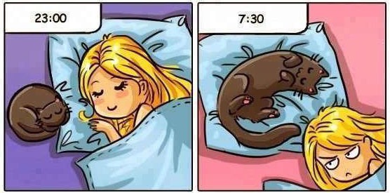 Анекдоти про котів