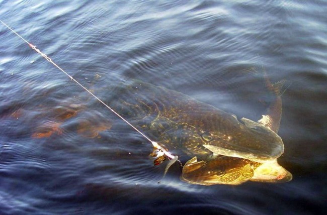 Анекдоти про риболовлю