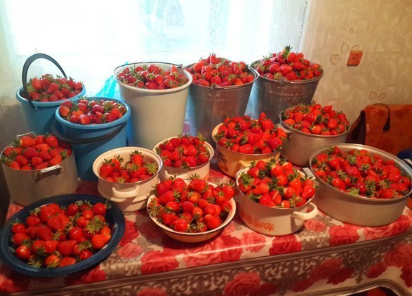 Анекдоти про їжу