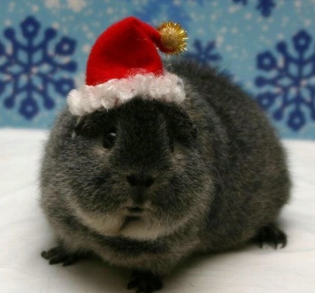 Анекдоти про Новий рік і Різдво