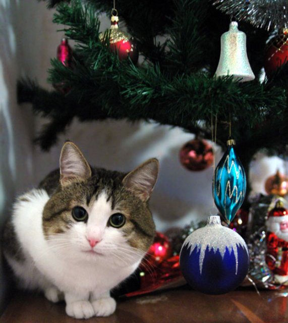 Анекдоти про Новий рік і Різдво