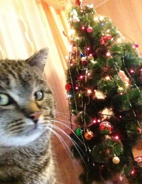 Анекдоти про Новий рік і Різдво