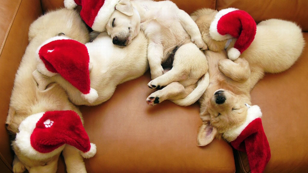 Анекдоти про Новий рік і Різдво