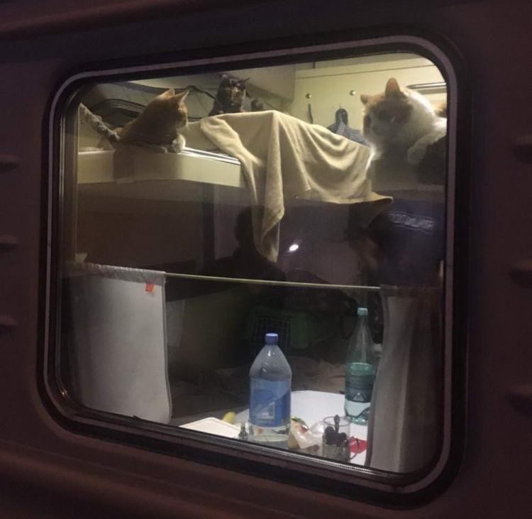 Анекдоти про поїзд