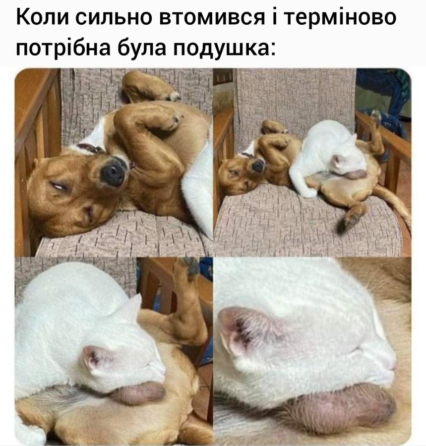 Анекдоти про тварин