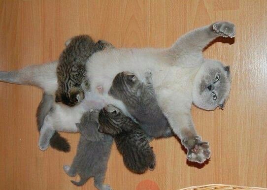 Анекдоти про тварин