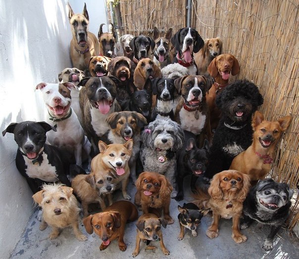 Анекдоти про тварин