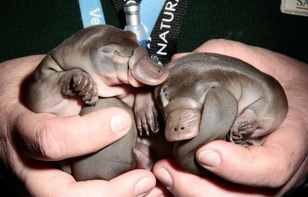 Анекдоти про тварин