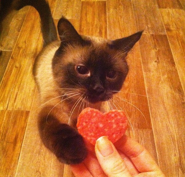 Анекдоти про тварин