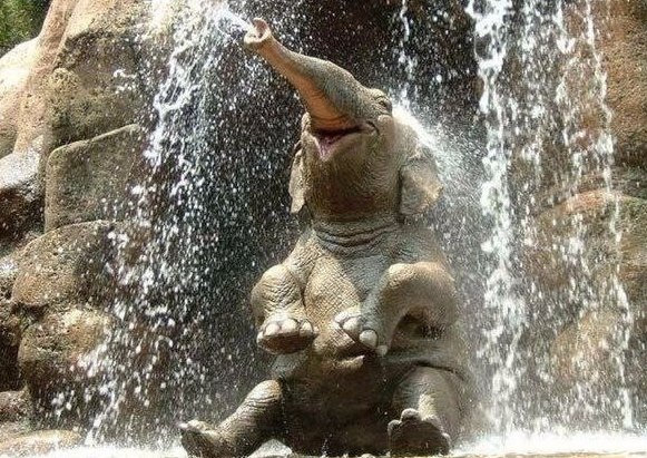 Анекдоти про тварин