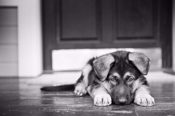 Анекдоти про тварин