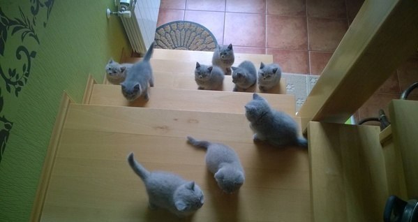 Анекдоти про тварин