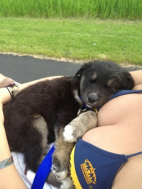 Анекдоти про тварин