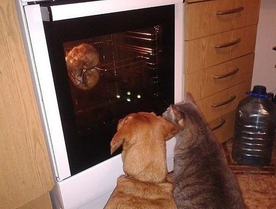 Анекдоти про тварин