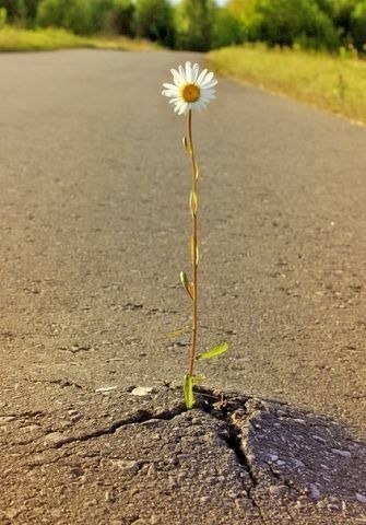 Анекдот про пологовий будинок