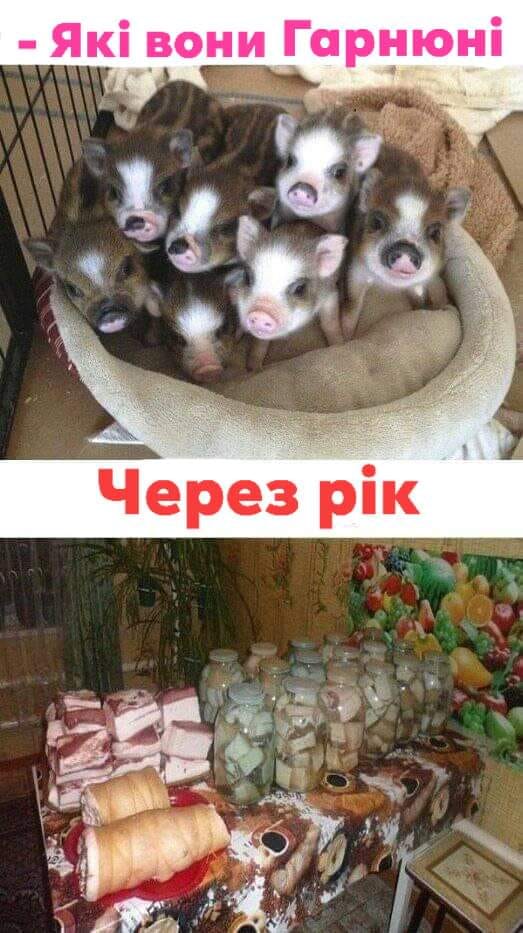 🐷 Анекдоти про сало