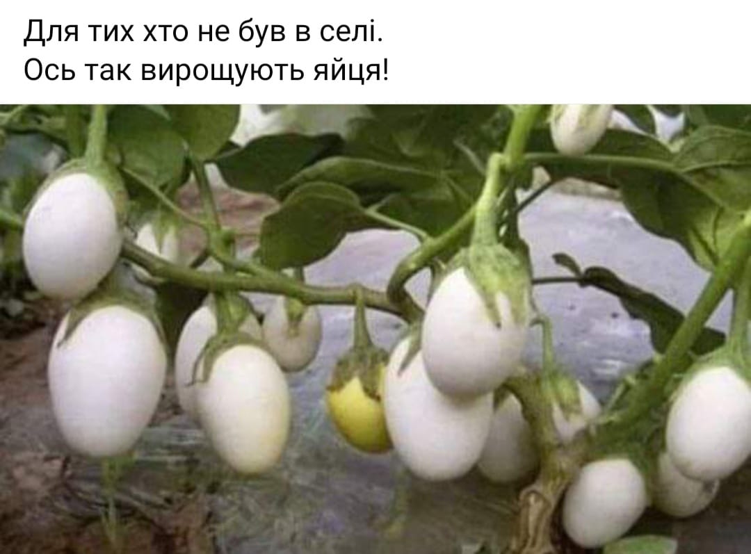 👩‍🌾 Анекдоти про село