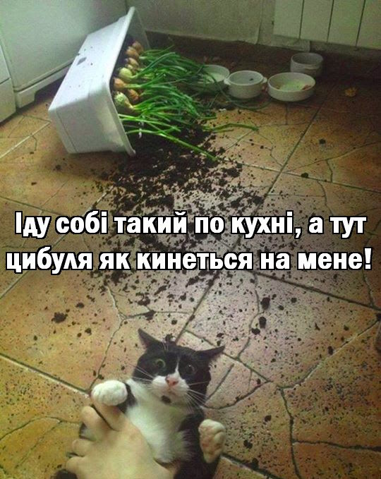 🐾 Анекдоти про тварин