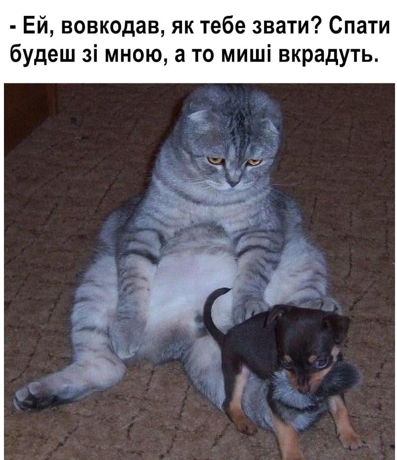 🐾 Анекдоти про тварин