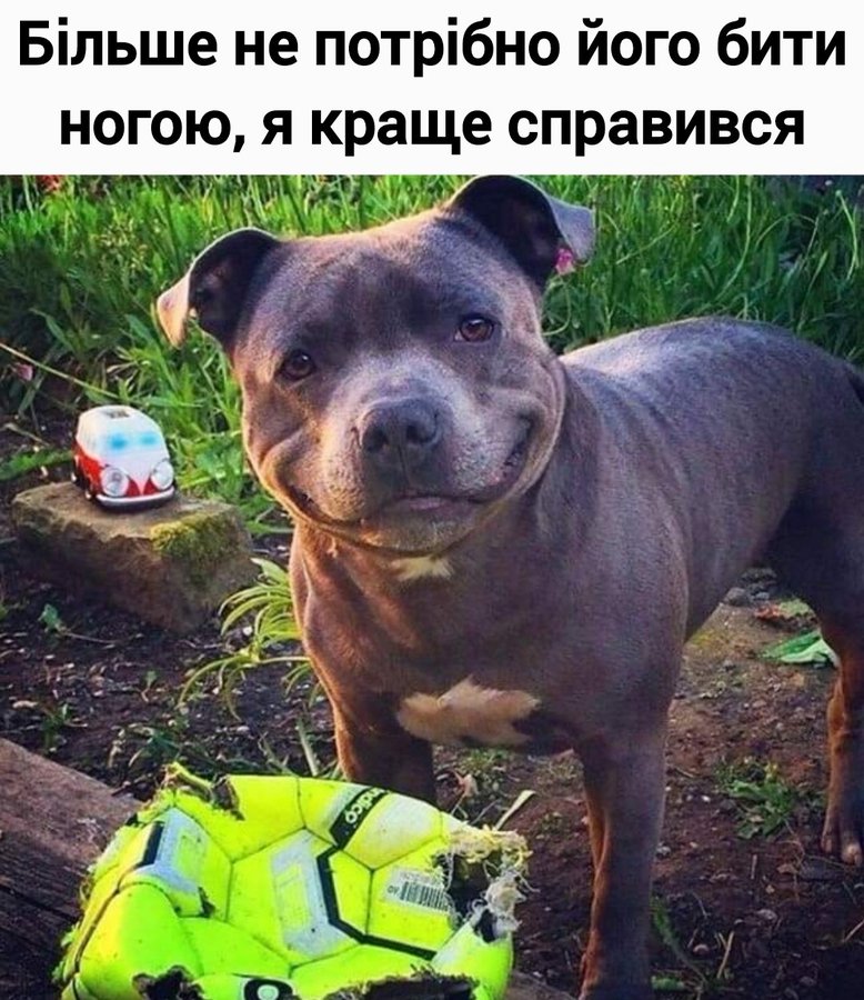 🐾 Анекдоти про тварин