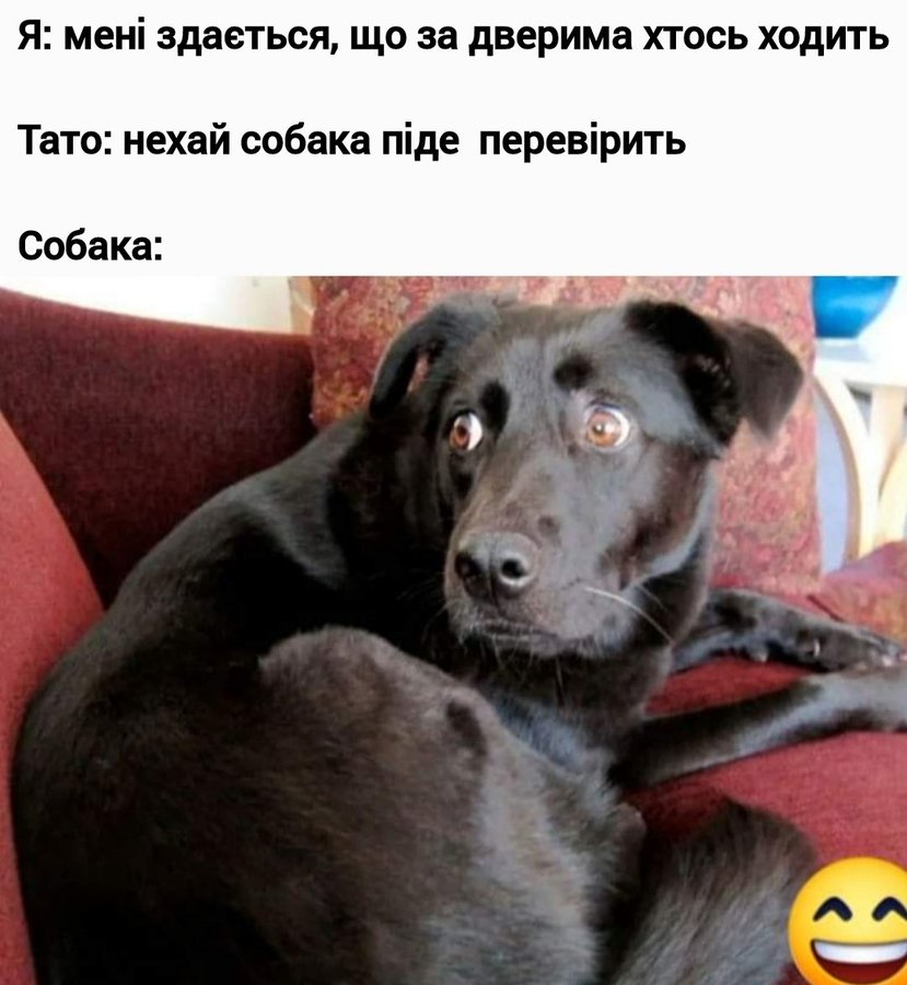 🐾 Анекдоти про тварин