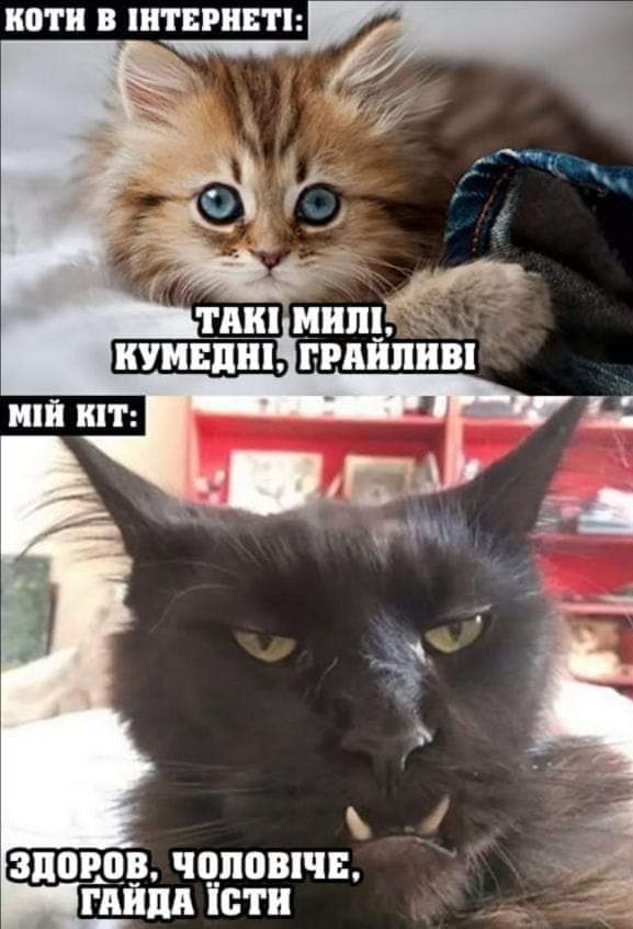 🐾 Анекдоти про тварин