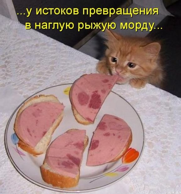 🐾 Анекдоти про тварин